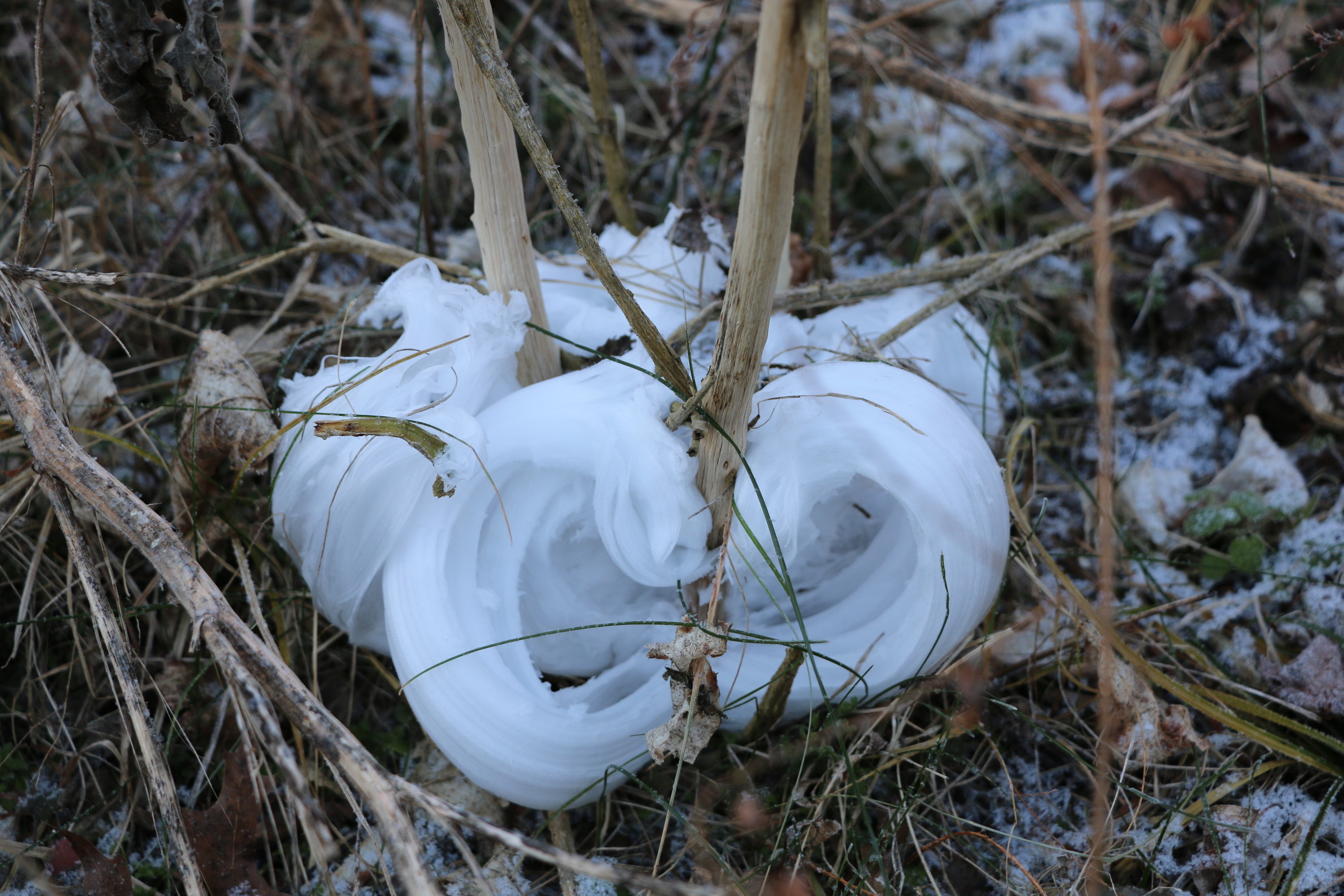 A curly "frost flower" made of frozen sap from a woody plant