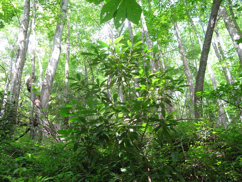 GRSM Accuracy Assessment. Plot Code: GRSM_AA_0973_5