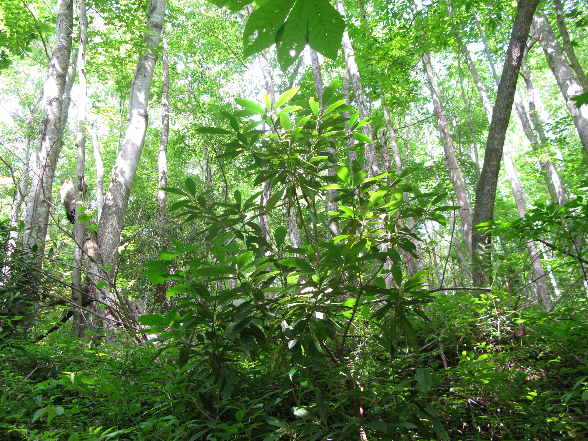 GRSM Accuracy Assessment. Plot Code: GRSM_AA_0973_5