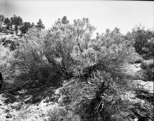 A large sage brush. Exhibit 19.