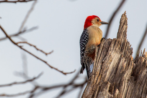 Red-Bellied Woodpecker perched in tree.