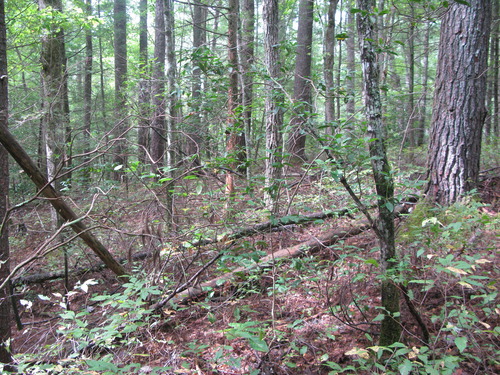 GRSM Accuracy Assessment. Plot Code: GRSM_AA_0411_5