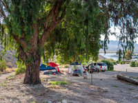 Camping tent and vehicle under large tree