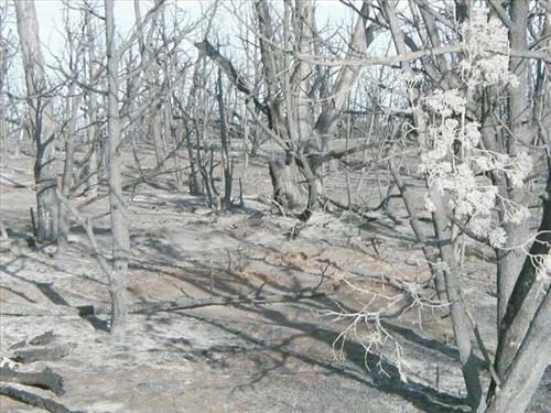 Forest burn areas depicted in surface photos in the aftermath of the Long Mesa Fire, Mesa Verde National Park, August 2002