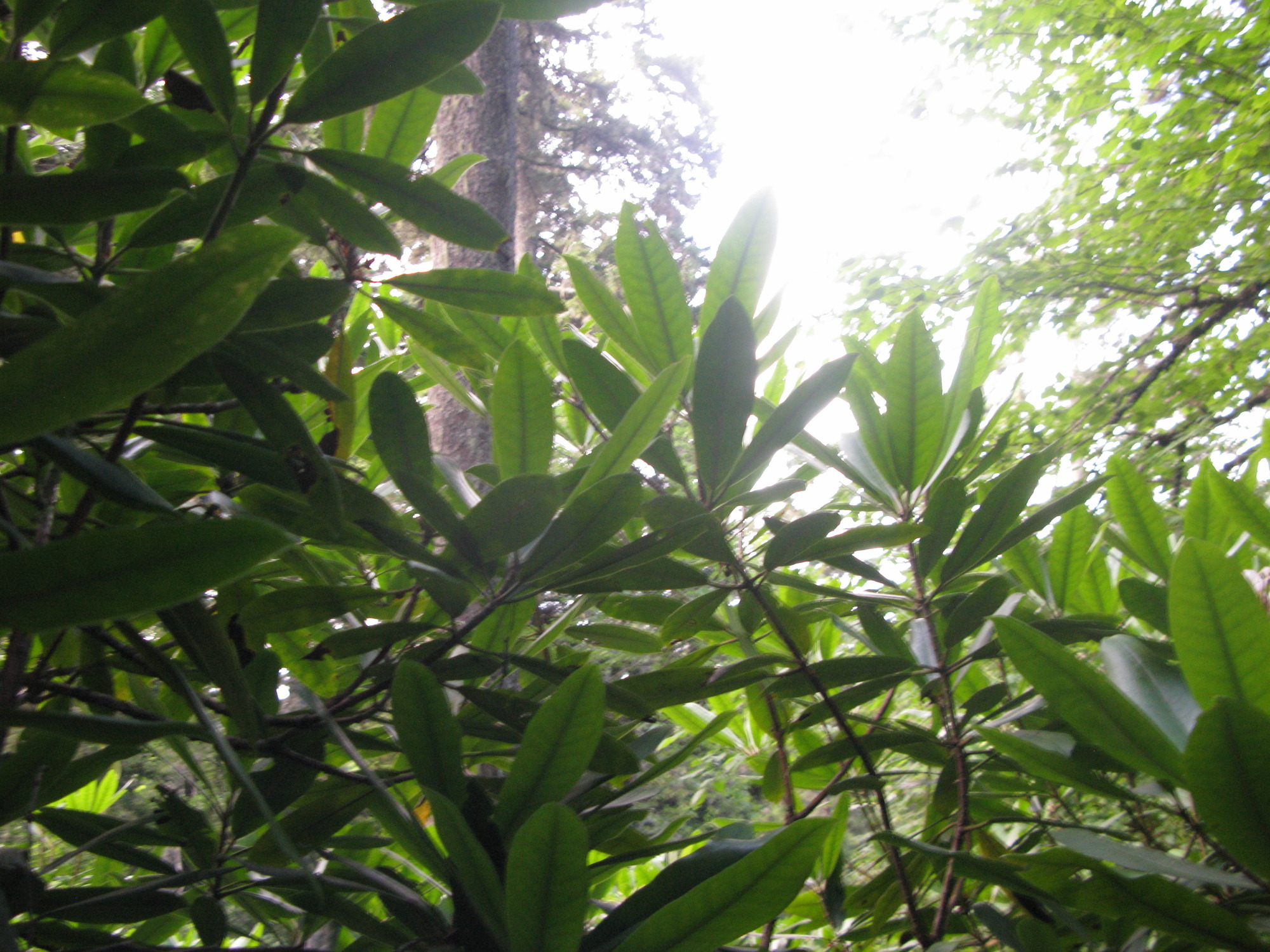 GRSM Accuracy Assessment. Plot Code: GRSM_AA_0026_4