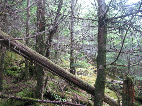 GRSM Accuracy Assessment. Plot Code: GRSM_AA_0615_2