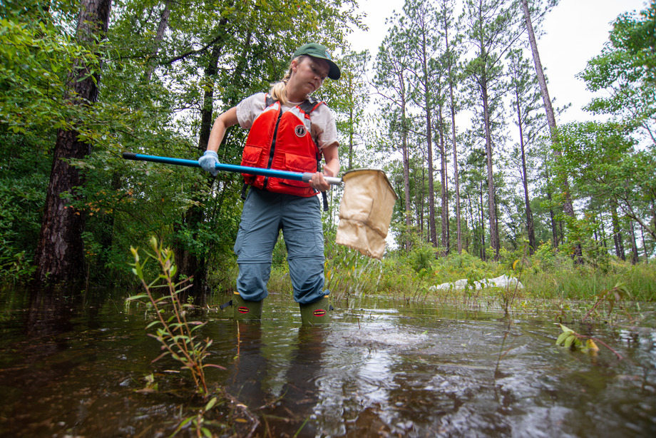 A scientist wearing an orange vest and carrying a long dip net while standing in a freshwater pond in the woods.
