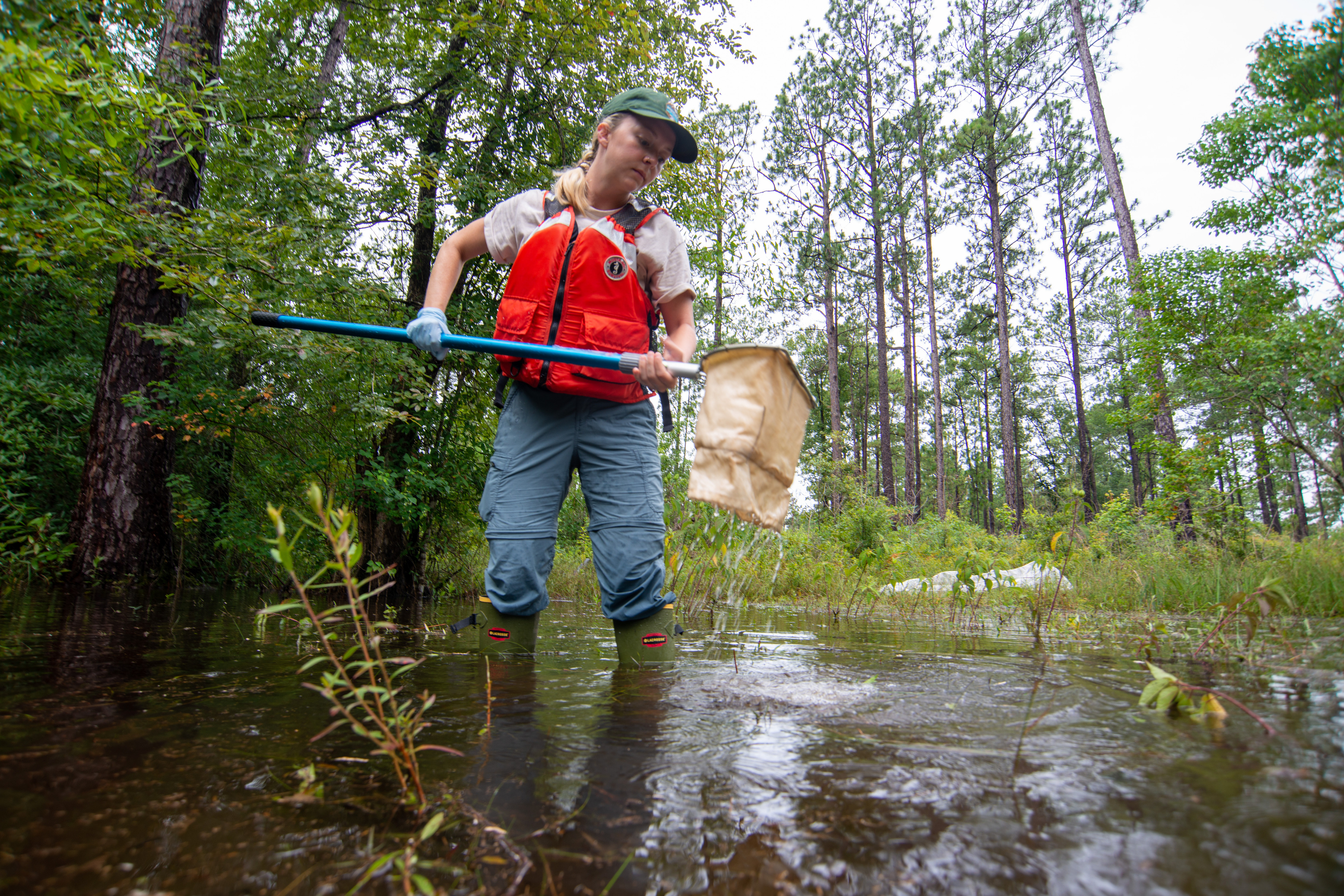 A scientist wearing an orange vest and carrying a long dip net while standing in a freshwater pond in the woods.