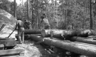 Historic black and white photo of 3 men sawing logs using hand tools in an outdoor setting.