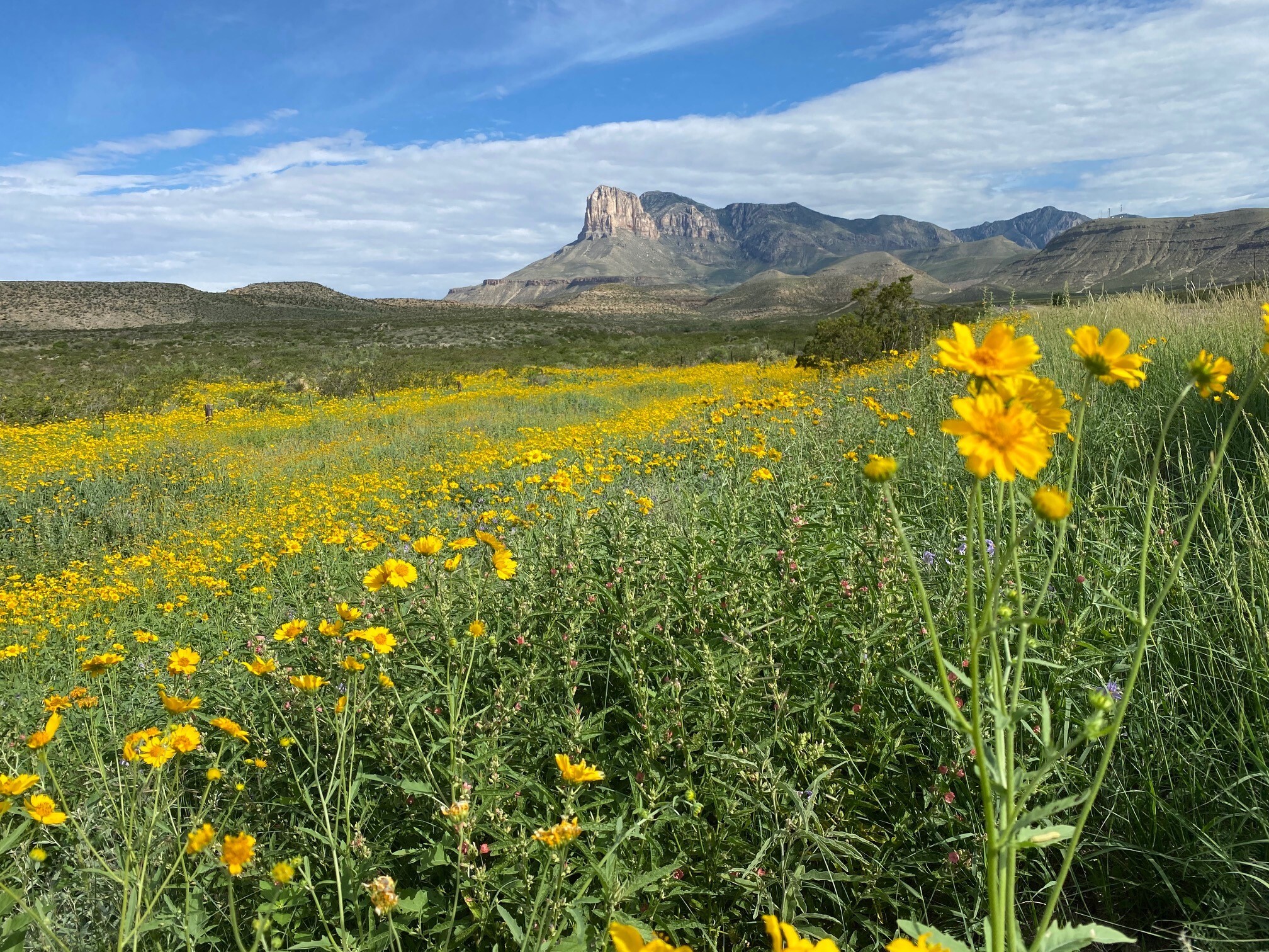 A field of yellow flowers is in the foreground of desert mountains rising in the background.