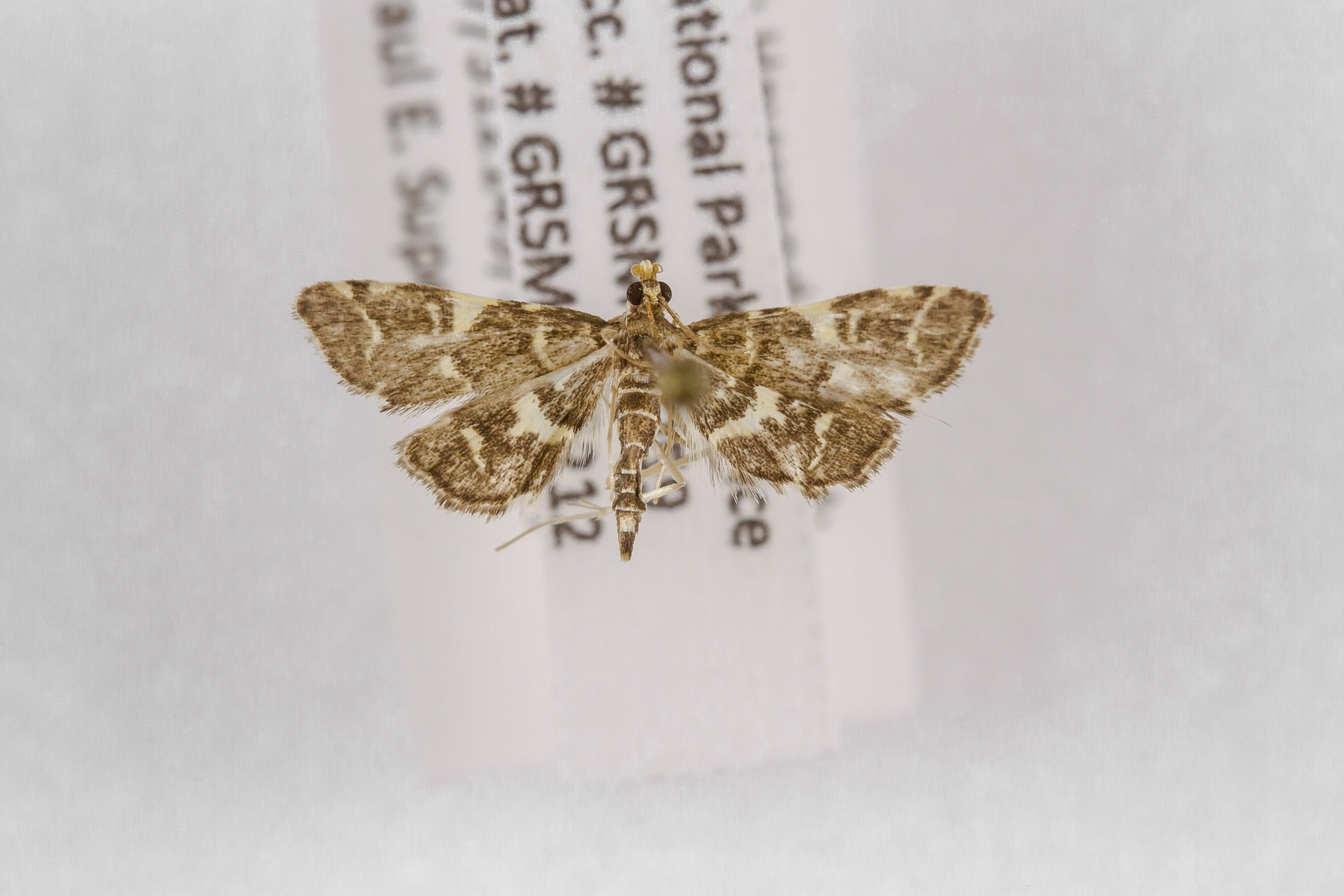 Image of Anageshna primordialis, a species of Animalia