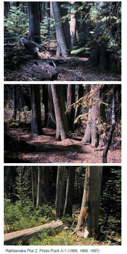 Fire plots revisited after 30 years in Kings Canyon backcountry, Sequoia and Kings Canyon National Parks, 1968-1997