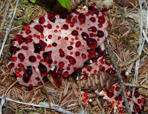 The bleeding tooth fungus, despite its disconcerting name, is not actually bleeding, but simply secretes a red-colored liquid, particularly in moist conditions.
