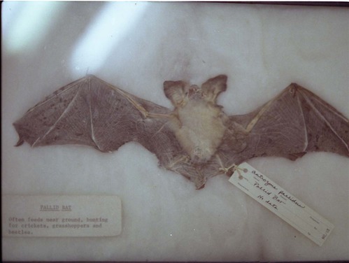 Color Photos of stuffed animals in the old visitor center exhibits.