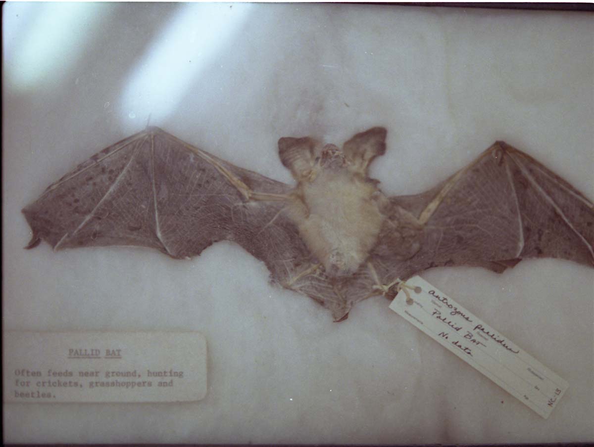 Color Photos of stuffed animals in the old visitor center exhibits.