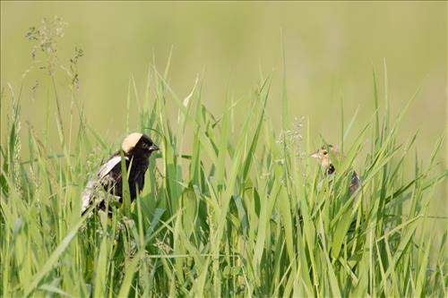 Bobolink in Cuyahoga Valley National Park