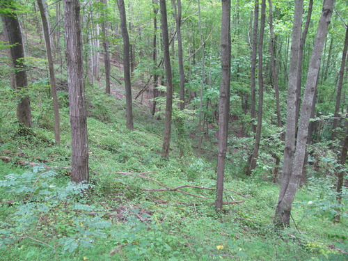 GRSM Accuracy Assessment. Plot Code: GRSM_AA_0706_3