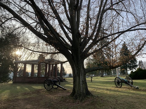 tree with sun shining through cannon and rostrum 