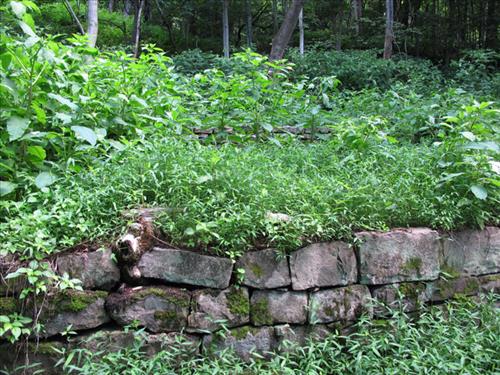 Nuttallburg Invasive Vegetation