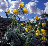Las Vegas Bearpoppy at lake Mead