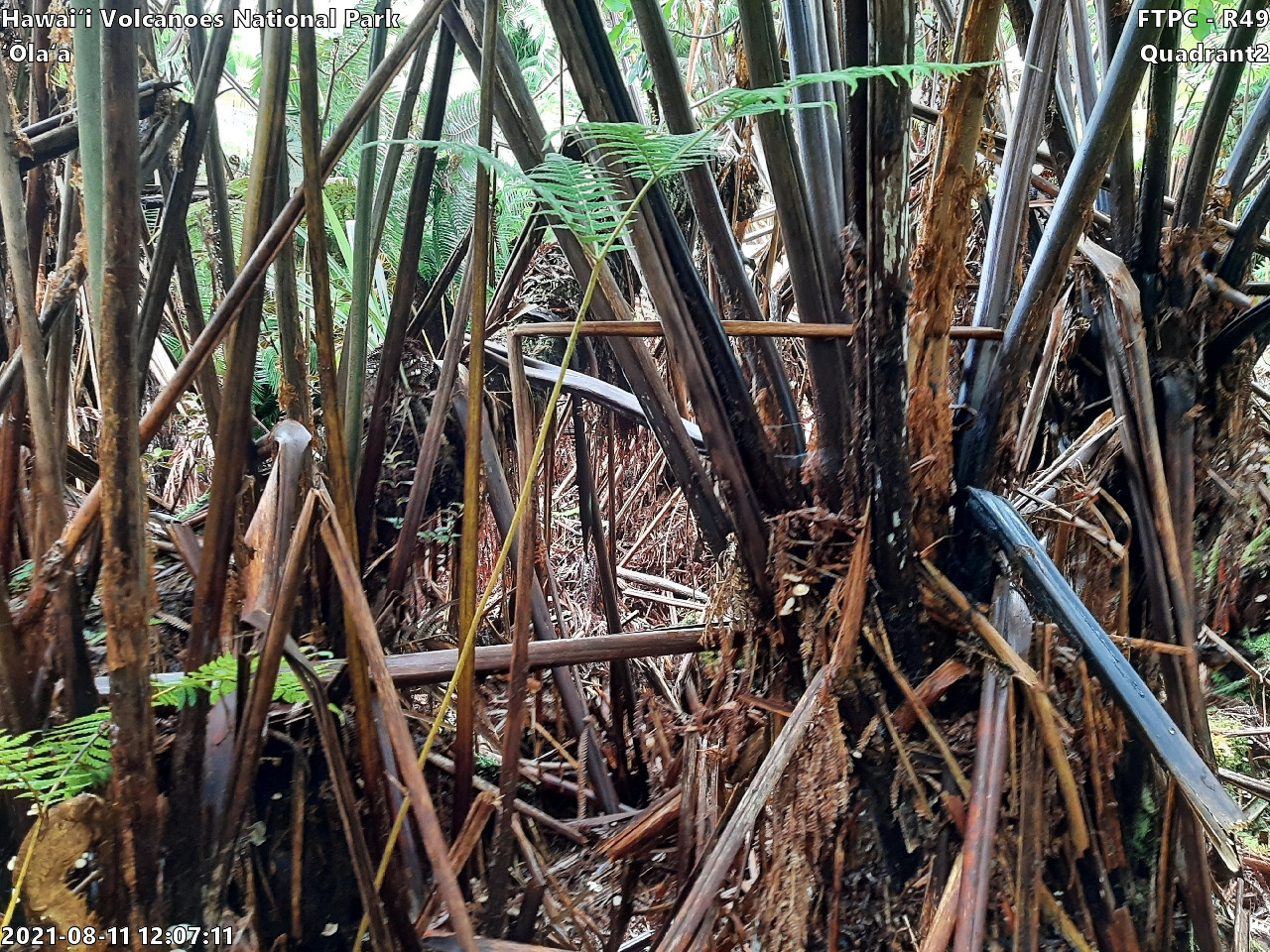 Eye-level view of plant community at monitoring site