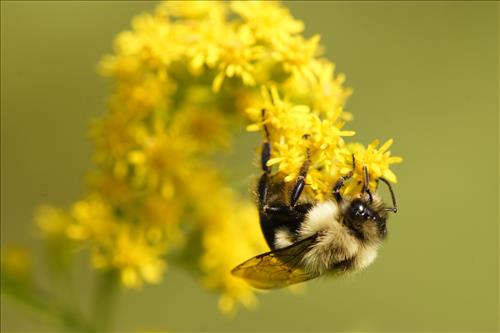 Mining bees in Cuyahoga Valley National Park