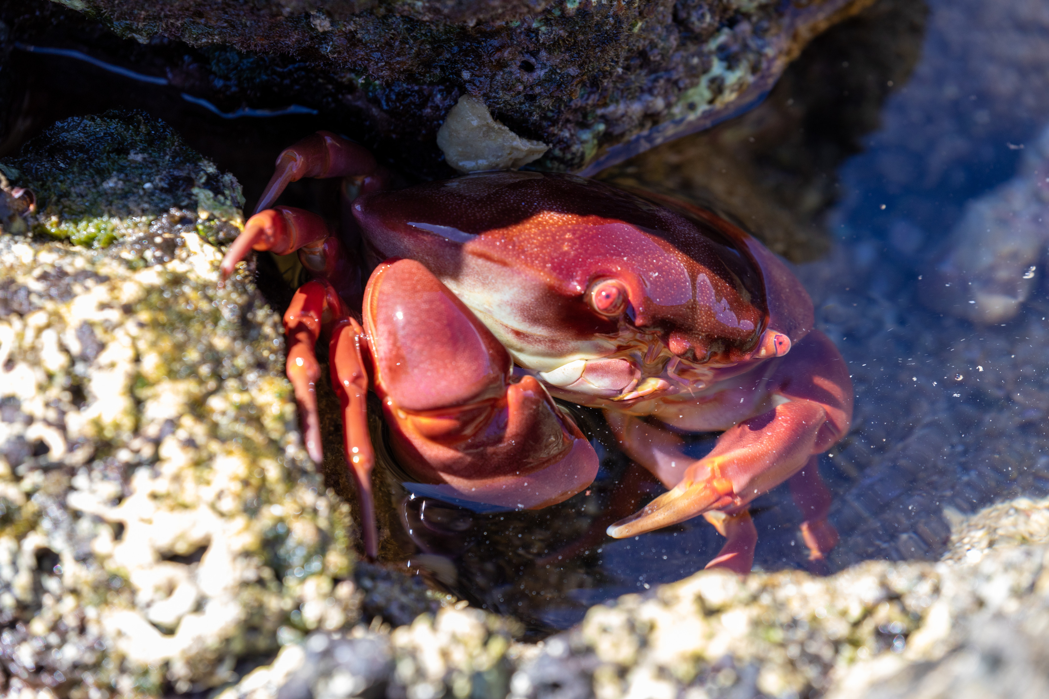 A red crab partially submerged in a small pool of water on rock. 