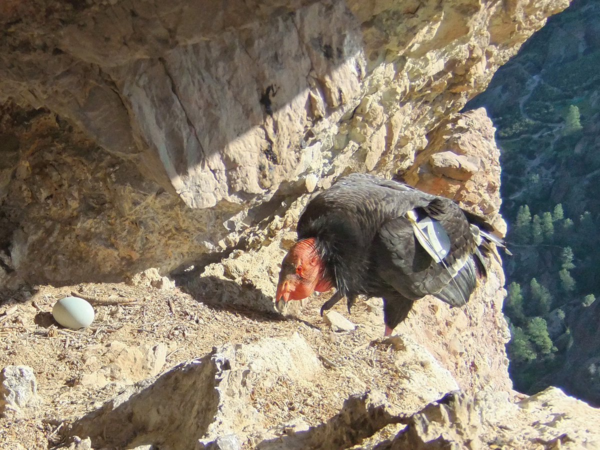 Female condor and her egg in the nest.