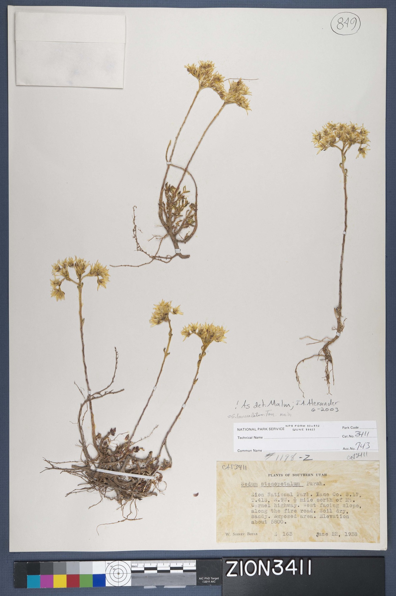 Herbarium Specimen Sheet 3411