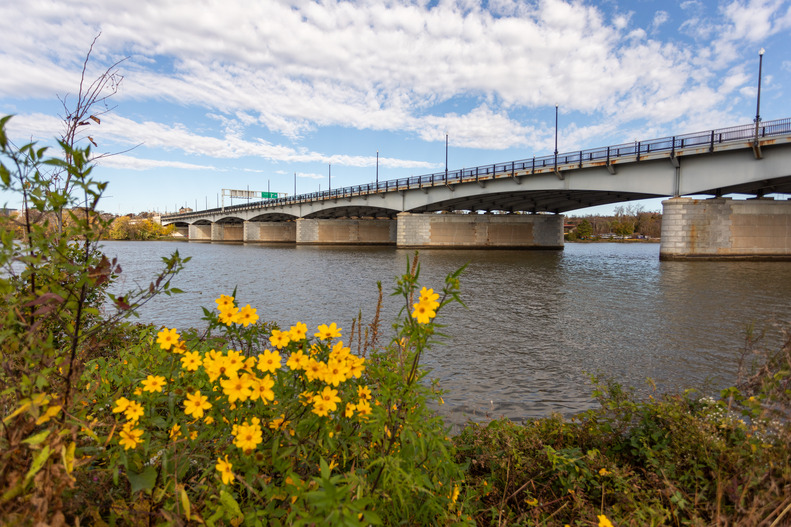 Yellow flowers line the banks of the Anacostia River. A bridge runs over the river