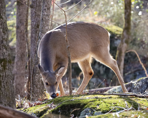 A brown deer with large ears and a white belly grazes on the forest floor, surrounded by trees and moss-covered rocks in Great Falls Park, Virginia. Sunlight filters through the bare branches, illuminating parts of its body.
