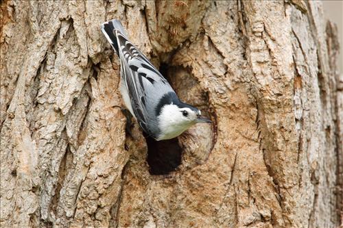 White-breasted nuthatch in Cuyahoga Valley National Park