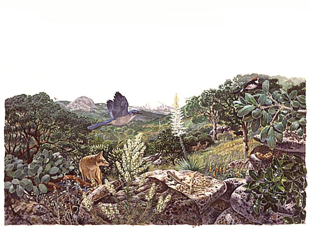 Foothills Life: Chaparral and Oak Woodlands