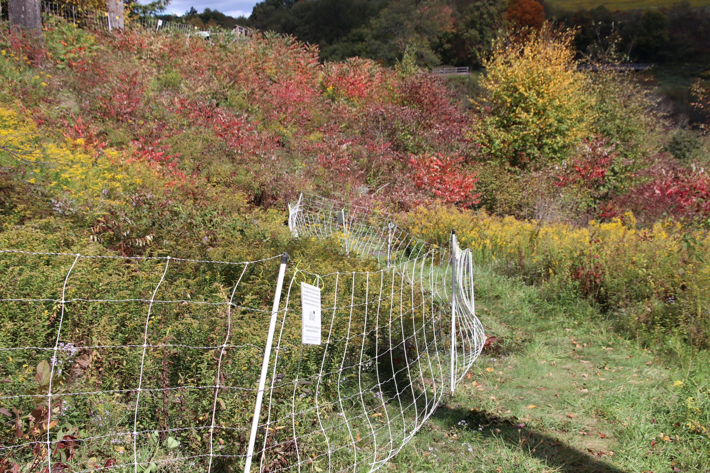 Lakebed with vegetation 
