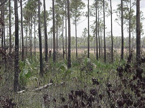 Regrowth in 2001 Pinelands prescribed burn at Everglades NP