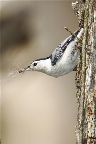White-breasted nuthatch in Cuyahoga Valley National Park