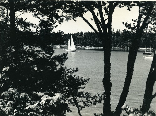SAILBOAT FRAMED BY TREES