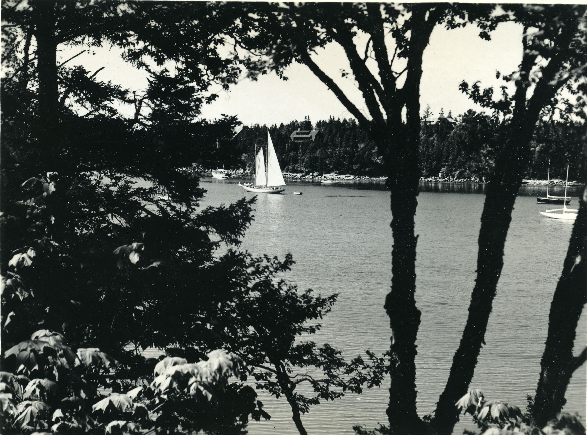 SAILBOAT FRAMED BY TREES