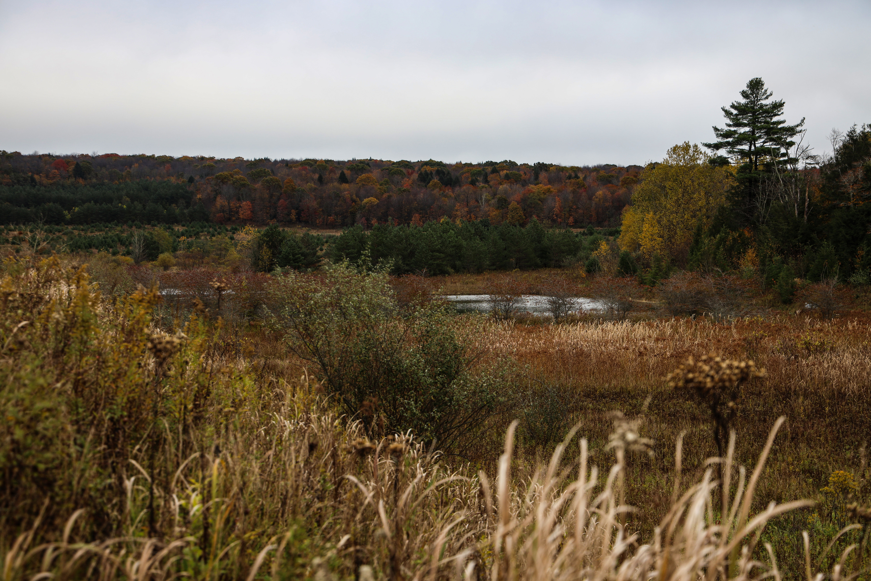 The wetland pond surrounded by wildlife and nature's beauty.