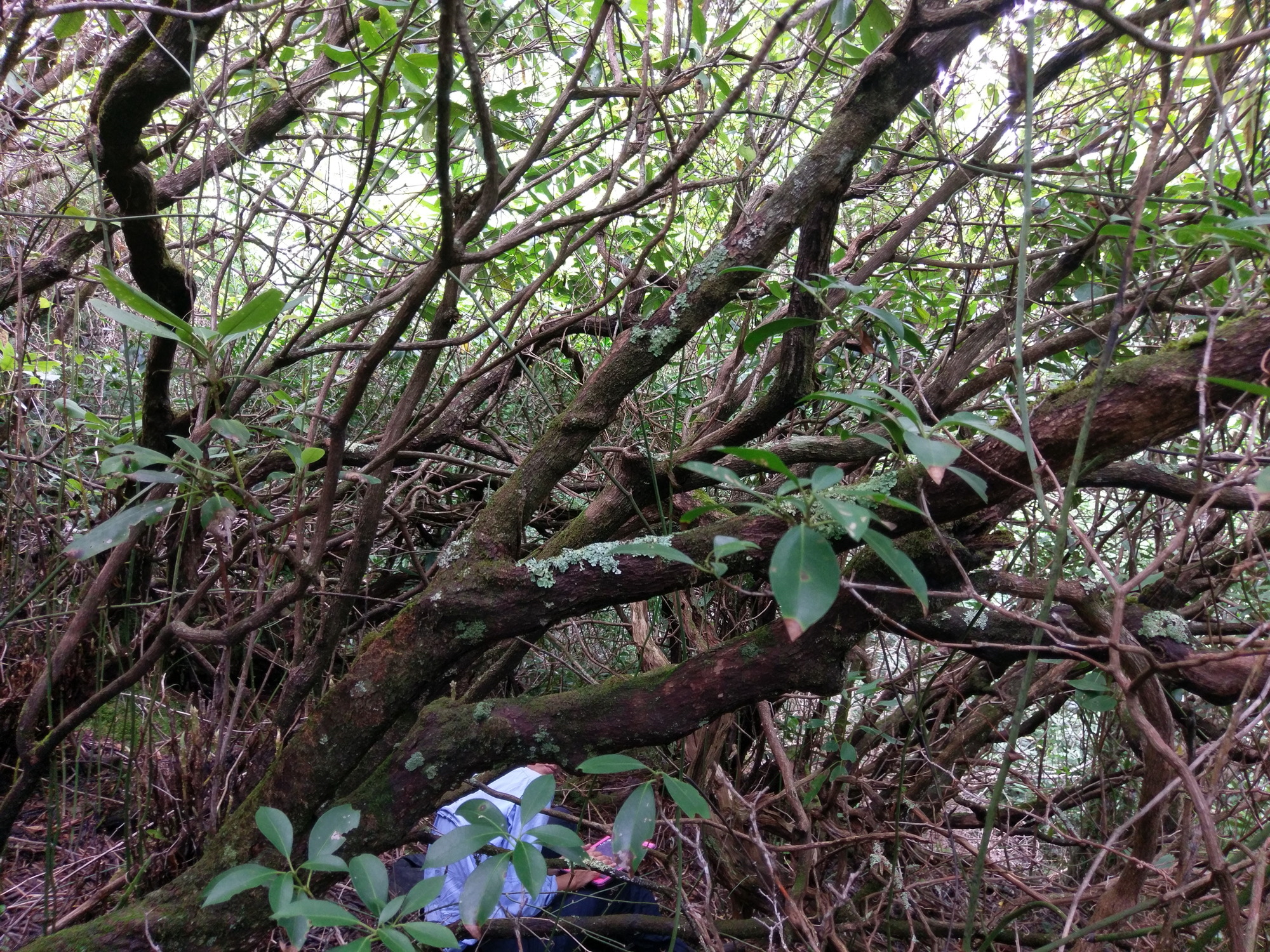 Plot Code: GRSM_AA_0361_2