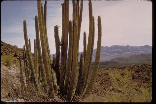 Organ Pipe and Other Cacti at Organ Pipe National Monument, Arizona