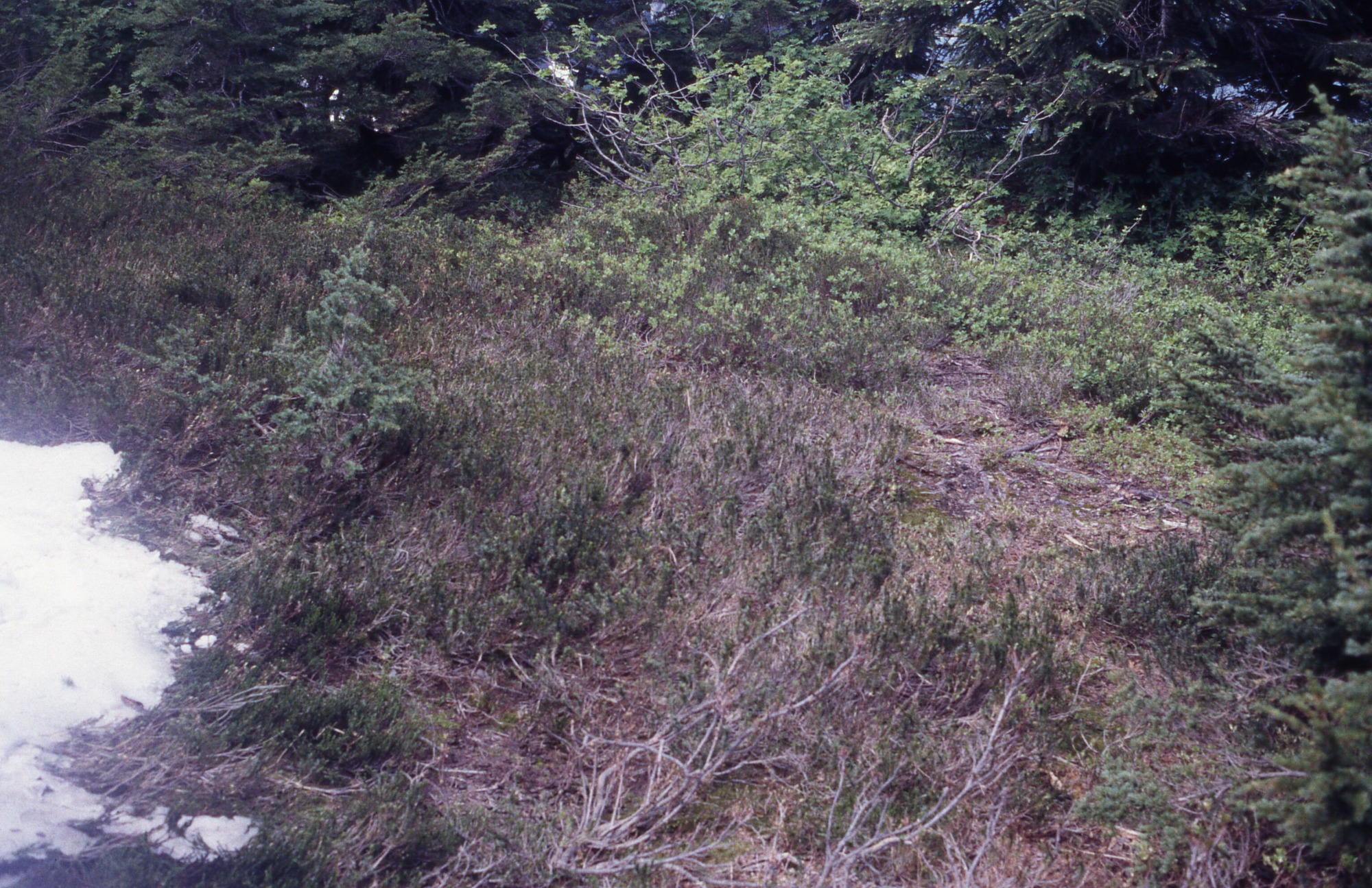 Area of shrubs lower branches of trees, with a some bare or thin patches, on the side is some snow.