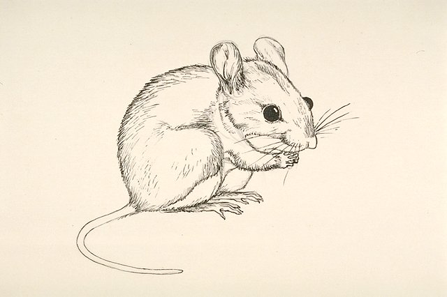 a White-footed mouse (Peromyscus leucopus)