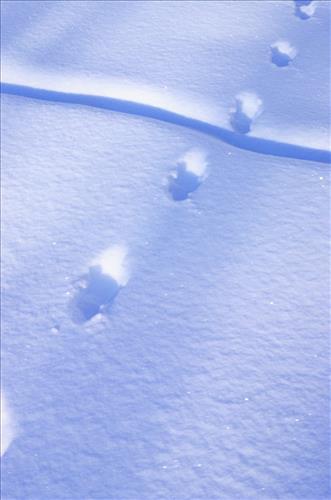 Moose Browse Collection, Yukon-Charley Rivers, 2003 2