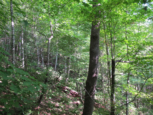 GRSM Accuracy Assessment. Plot Code: GRSM_AA_0869_2