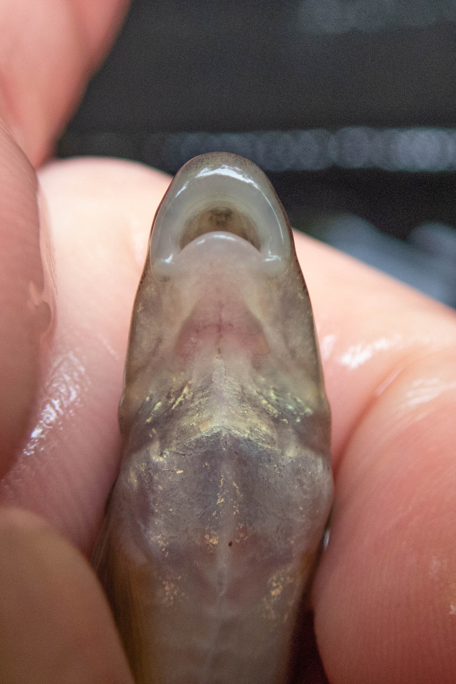 Rhinichthys cataractae (longnose dace) - mouth, snout, medium adult