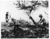 A black and white image of three Youth Conservation Corps members removing a tree and large branches from a partially collapsed lava rock wall. On the left side of the image there is a boy standing on the lava rock wall facing the right side of the image. He is wearing a hard hat, a short sleeve shirt, and pants. He is walking towards the right side of the image while carrying a large tree branch in front of him. The second member has his back towards the camera with his back bent forward. He is also wearing a hard hat, gloves, a t-shirt, and pants. His left hand is full of small branches he is collecting in front of him. The last member is located on the right side of the image behind a tree. He is wearing a hard hat, gloves, t-shirt, shorts, and boots. His body is angled towards the left side of image. He is holding a chainsaw and in the process of cutting the trunk of the tree in front of him. In the background the ocean is visible.