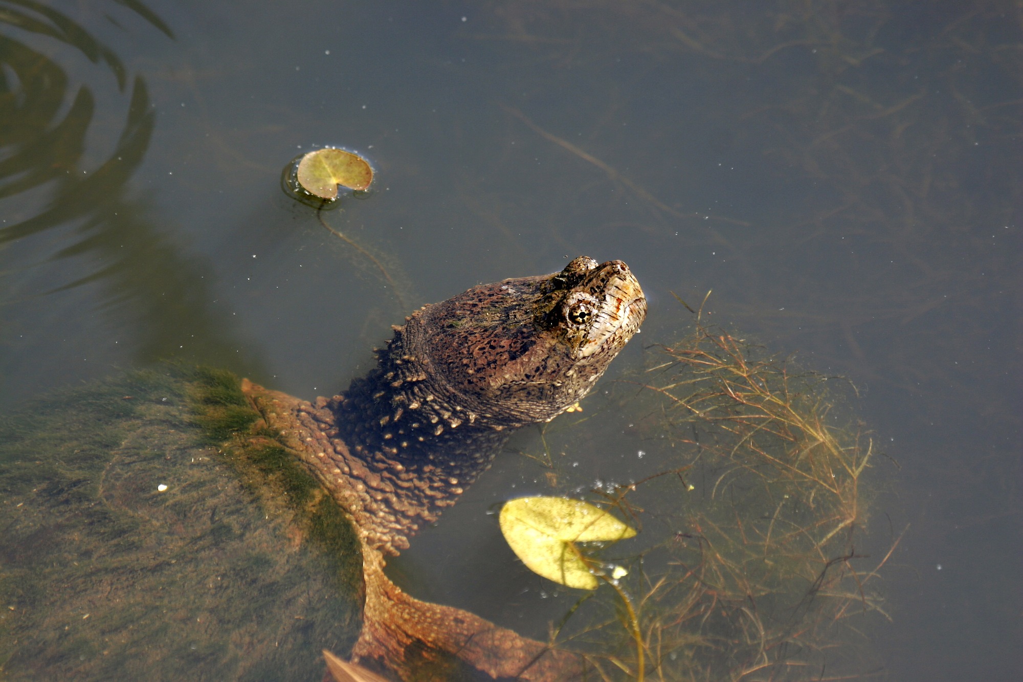 Close up of a snapper raising its head above still murky water. Green algae grows on its back.