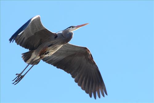 Great blue heron in Cuyahoga Valley National Park