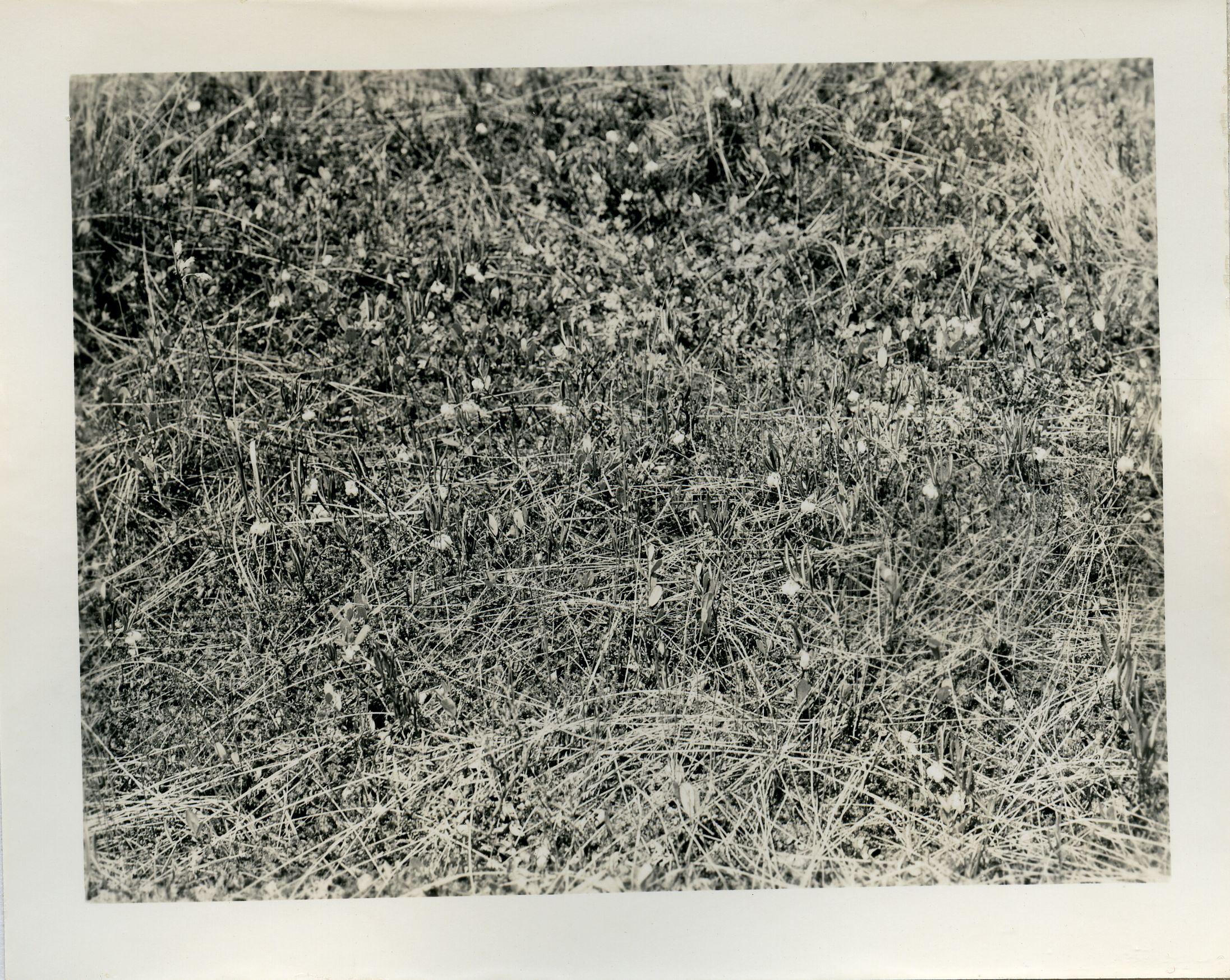 BOG ROSEMARY, HABITAT